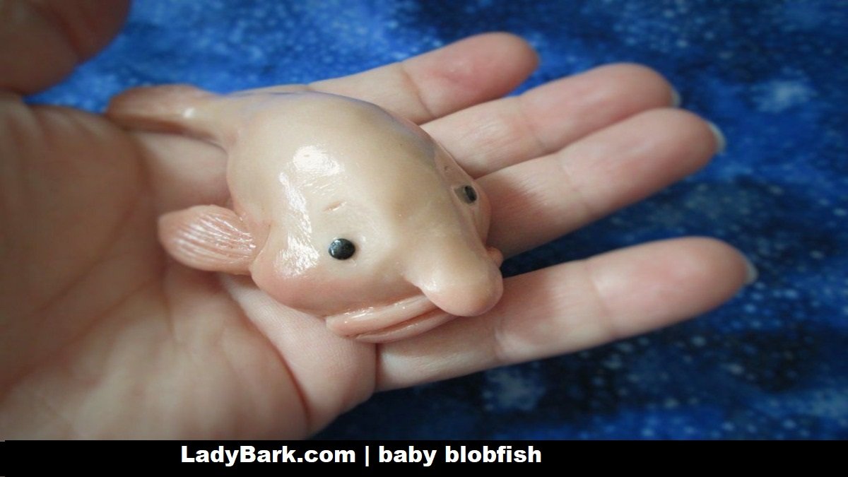 Discover the Baby Blobfish: Nature’s Cutest Oddity
