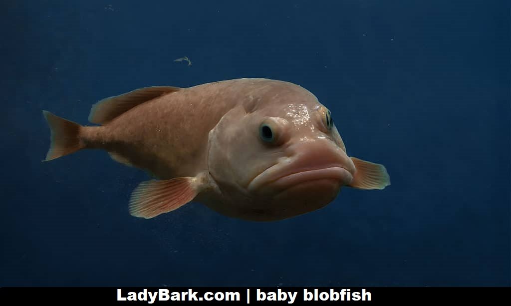 baby blobfish